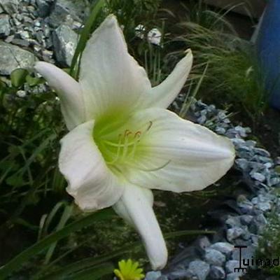 Daglelie - Hemerocallis 'Snowy Apparition' 