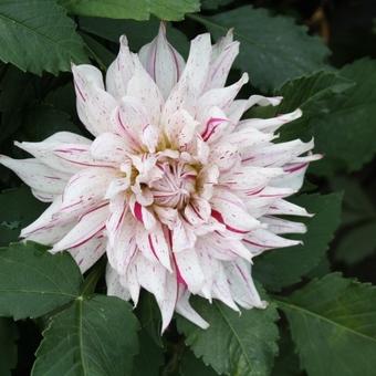 Dahlia 'Mick's Peppermint'