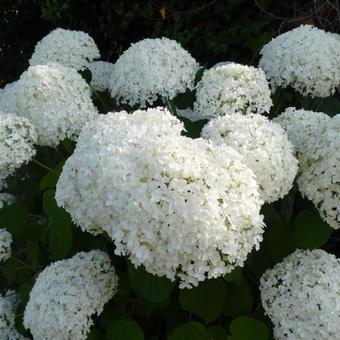 Hydrangea arborescens 'Annabelle'