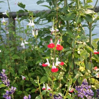 Salvia x jamensis 'Hot Lips'