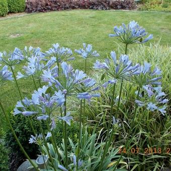 Agapanthus 'AMOURETTE Blue'