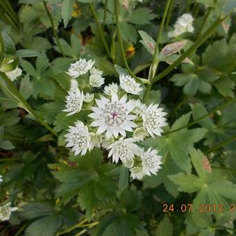 Astrantia major 'Star Of Billion'