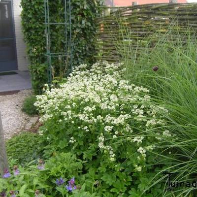 Zeeuws knoopje - Astrantia major 'Star Of Billion'