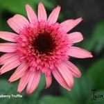 Echinacea purpurea 'Raspberry Truffle' - Rode zonnehoed