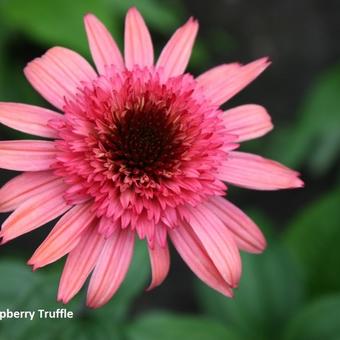 Echinacea purpurea 'Raspberry Truffle'