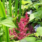 Astilbe japonica - Pluimspirea