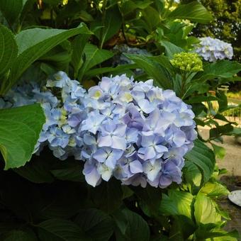 Hydrangea macrophylla