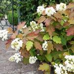 Hydrangea quercifolia 'Sikes Dwarf' - Eikenbladhortensia - Hydrangea quercifolia 'Sikes Dwarf'