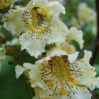 Catalpa bignonioides