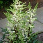 Astilbe 'YOUNIQUE White' - Pluimspirea