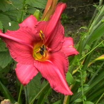 Hemerocallis 'Sammy Russell'