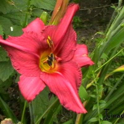 Daglelie - Hemerocallis 'Sammy Russell'