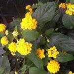 Lantana camara 'Drap d'Or' - Wisselbloem