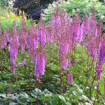 Astilbe chinensis var. taquetii 'Purpurlanze'