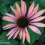 Echinacea purpurea 'Summer Sky' - Rode zonnehoed