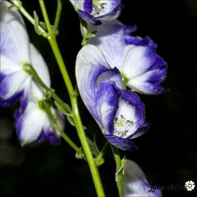 Monnikskap - Aconitum x cammarum 'Bicolor'