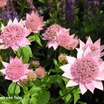 Astrantia maxima - Zeeuws knoopje