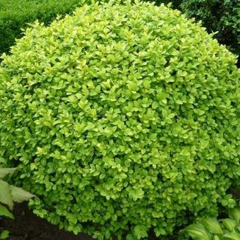 Buxus sempervirens ‘Notata’