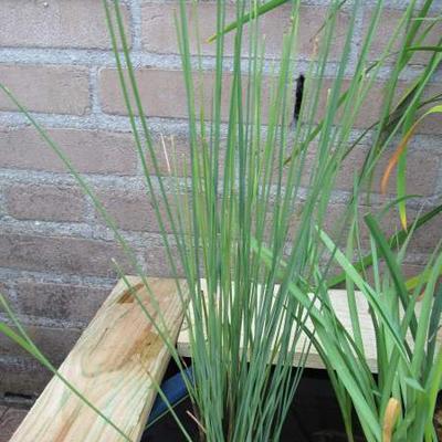 Zeegroene rus, Blauwe bies - Juncus inflexus