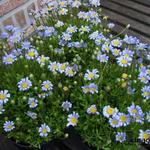 Felicia amelloides - Blauwe margriet, Koreaanse margriet