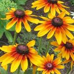 Rudbeckia 'Berlin' - Zonnehoed