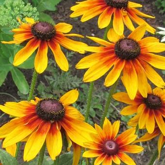 Rudbeckia 'Berlin'