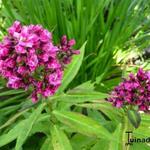 Phlox paniculata 'Natural Feelings' - Vlambloem, Floks