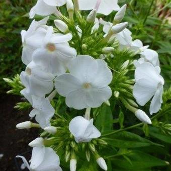 Phlox paniculata 'David'