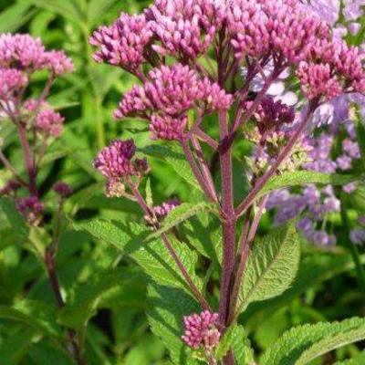 Leverkruid, Koninginnekruid - Eupatorium maculatum  'Red Dwarf'