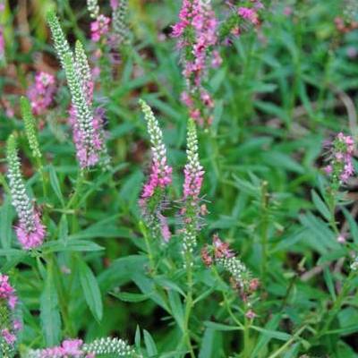 Scharnierplant - Physostegia virginiana 'Rosea'