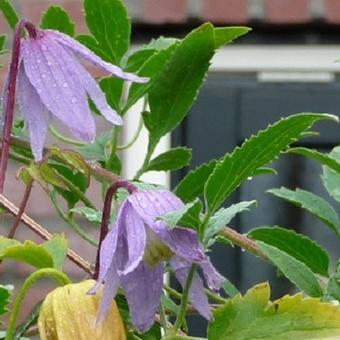 Clematis alpina