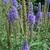 Veronica spicata 'Dark Maetje'