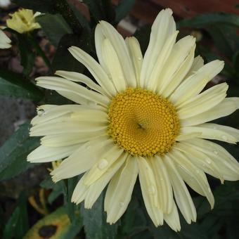 Leucanthemum x superbum 'Broadway Lights'