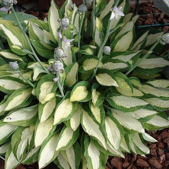 Hosta 'Gypsy Rose'