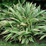 Carex siderosticha 'Variegata'  - Zegge