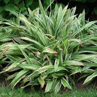 Carex siderosticha 'Variegata'