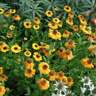 Helenium 'Sahin's Early Flowerer'