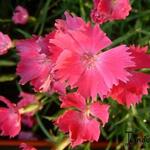 Dianthus 'Kahori' - Geuranjer