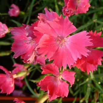 Dianthus 'Kahori'