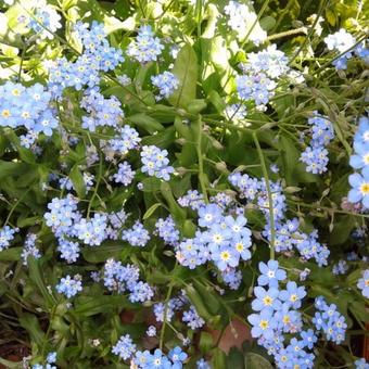 Myosotis alpestris