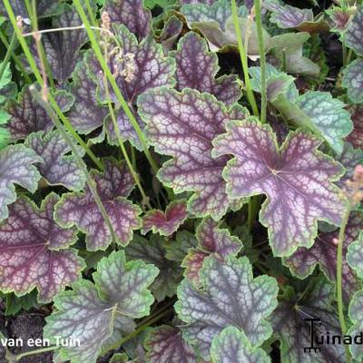 Purperklokje - Heuchera 'Beauty Colour'