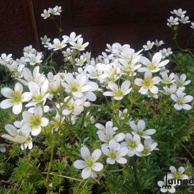 Saxifraga x arendsii 'Schneeteppich' - Mossteenbreek