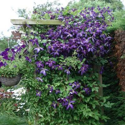 Bosrank - Clematis viticella 'Etoile Violette'