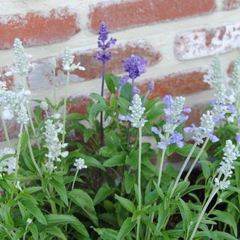 Salvia Farinacea 'Seascape mixed'