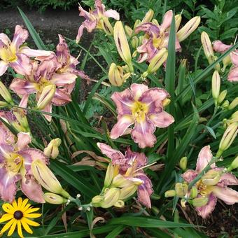 Hemerocallis 'Mildred Mitchell'