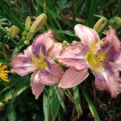 Daglelie - Hemerocallis 'Mildred Mitchell'