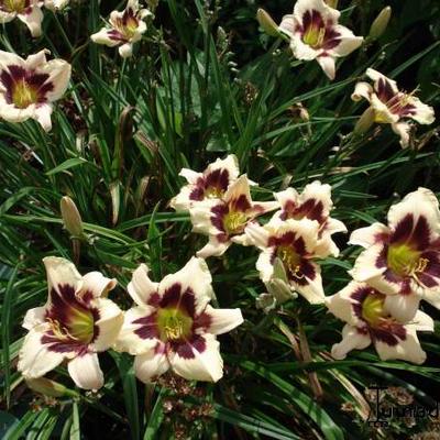 Daglelie - Hemerocallis 'Moonlit Masquerade'