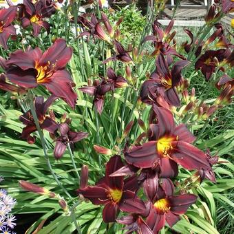 Hemerocallis 'American Revolution'