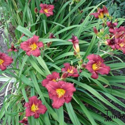 Daglelie - Hemerocallis 'Pardon Me'