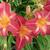 Hemerocallis 'Cherry Cheeks'